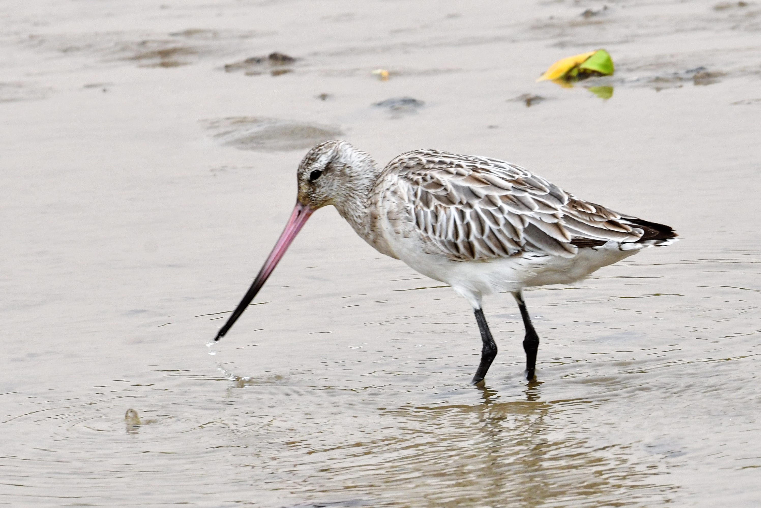 Barge Rousse (Bar-tailed Godwit, Limosa Lapponica) en plumage internuptial, Réserve Naturelle d'Intérêt Communautaire de la Somone. 